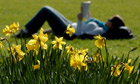 Daffodils