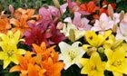 gardencentre - promo